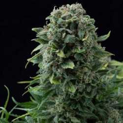 Semillas White Widow x Cheese Feminizada